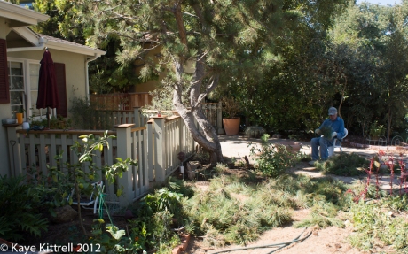 C.L Hagar Helping to Prune my Pine Tree 2012 by Kaye Kittrell