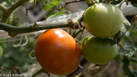 Brandywine Tomatoes