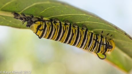 Monarch Caterpillar Shedding Skin