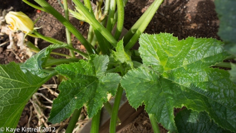 Young Zucchini Leaves 