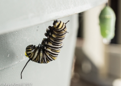 Monarch Caterpillar Starting Metamorphosis