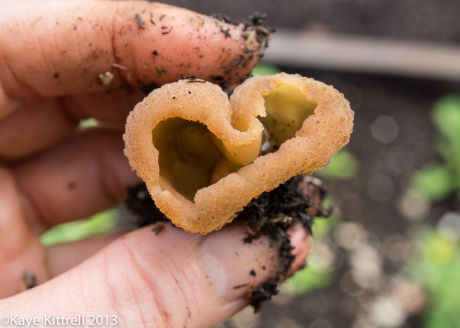 Heart-shaped Cup Fungi