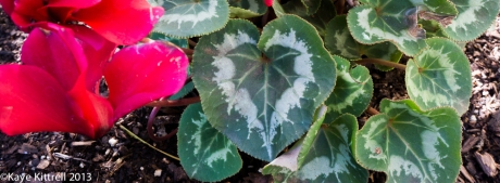 Heart-shaped Cyclamen Leaf
